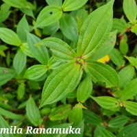 Gonostegia hirta (Hassk.) Miq.